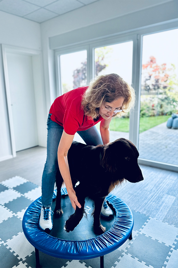Tierphysiotherapie mit Hund